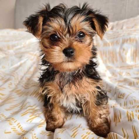 Yorkie Cucciolo TREQUARTIDILUN