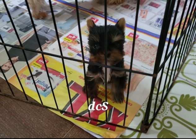 Yorkshire terrier con pedigree enci