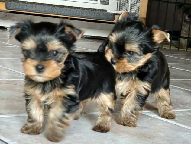 Yorkshire Terrier Maschio e Femmina con pedigree