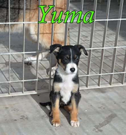 Yuma, dolcissimo cucciolo in adozione