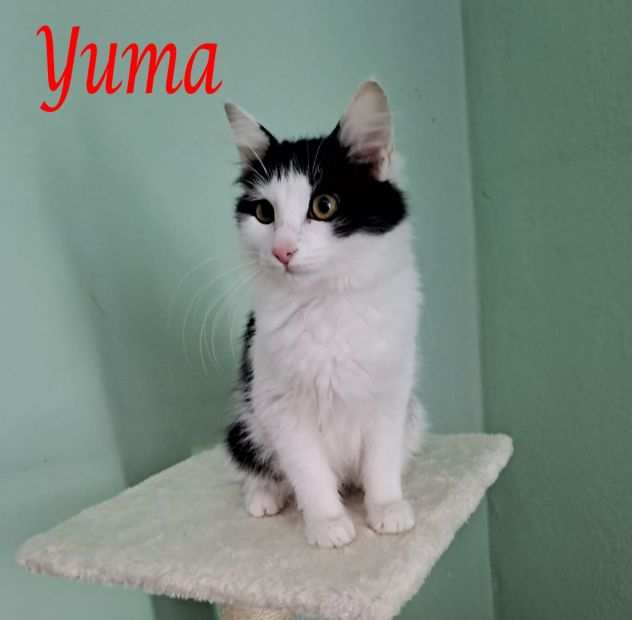 YUMA, splendida gattina in adozione