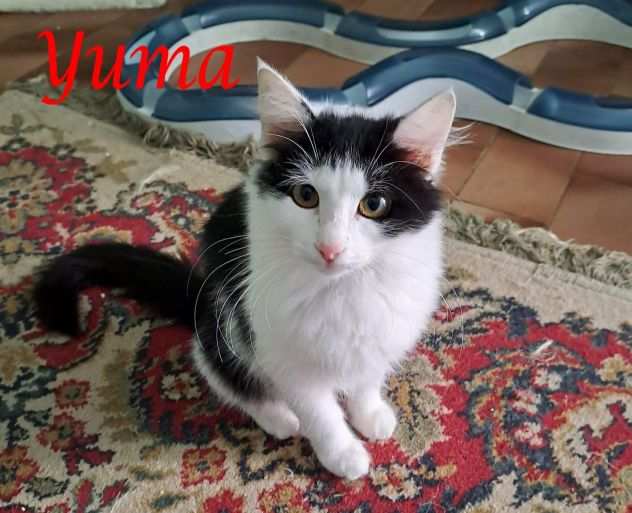 YUMA, splendida gattina in adozione