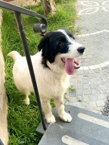 Yuri spettacolare simil border collie