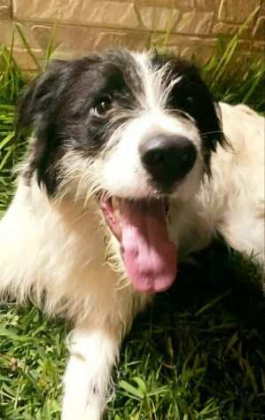 Yuri spettacolare simil border collie