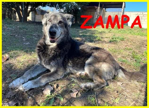 ZAMPA NONNINO LUPACCHIOTTO DI 13 ANNI E MEZZO