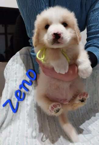 ZENO , cucciolo simil golden retriver