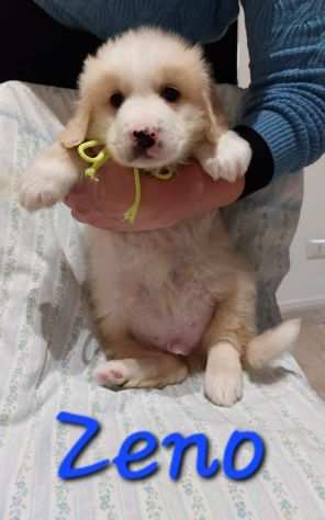 ZENO , cucciolo simil golden retriver