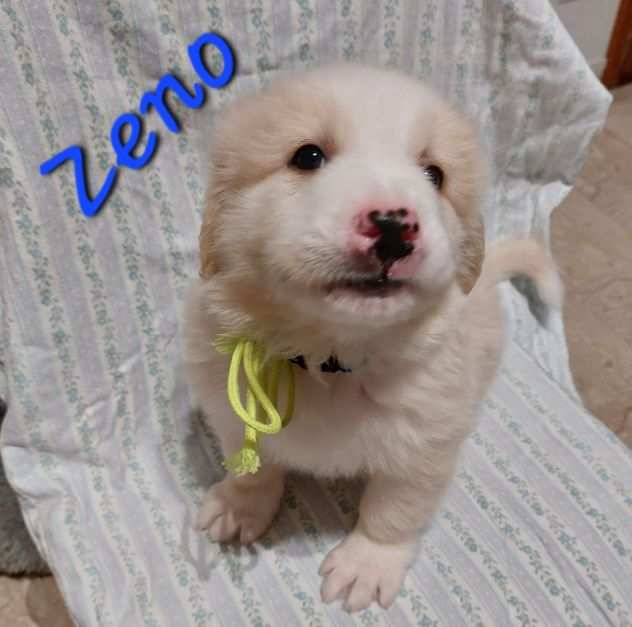 ZENO , cucciolo simil golden retriver