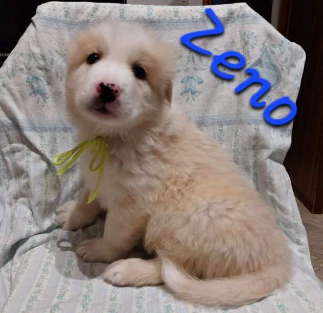 ZENO , cucciolo simil golden retriver