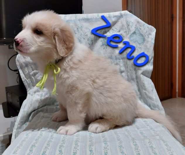 ZENO , cucciolo simil golden retriver