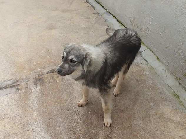 Zenzero (1 anno, taglia piccola) cagnolino carinissimo