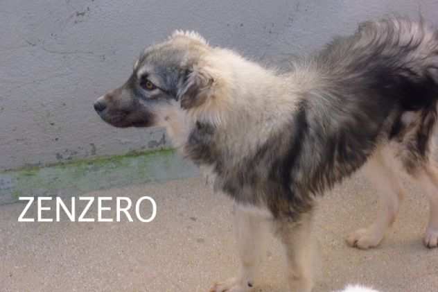 Zenzero (taglia piccola, 2 anni) cagnolino carinissimo