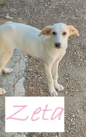 Zeta, beige chiaro, (mix maremmano) nata a feb 23