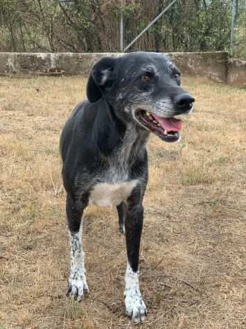 Zeus cagnolino sfortunato