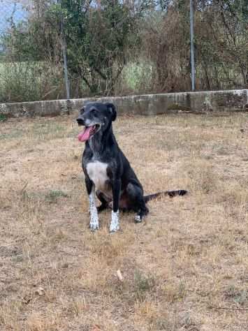 Zeus cagnolino sfortunato