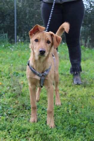 Zeus cucciolo di quattro mesi