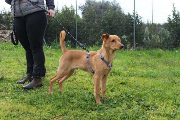 Zeus cucciolo di quattro mesi