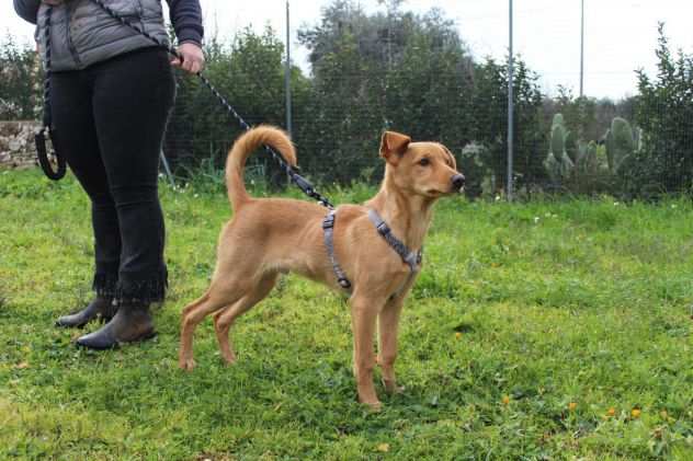 Zeus cucciolo di quattro mesi