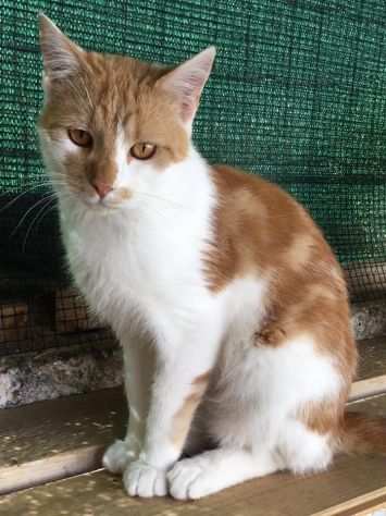 ZEUS GATTO BIANCO E ROSSO IN ADOZIONE