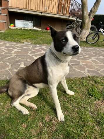 ZOE, 1 ANNO SCARICATA IN CANILE COME UN PACCO CERCA UNA CASA VERAAA