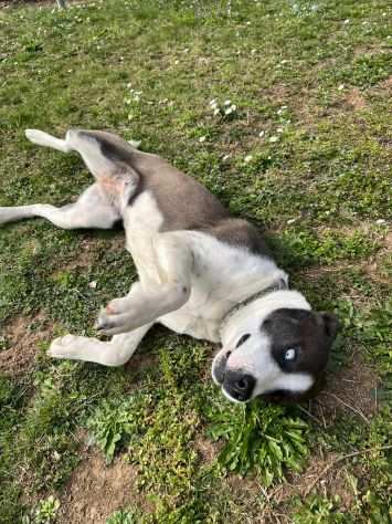 ZOE, 1 ANNO SCARICATA IN CANILE COME UN PACCO CERCA UNA CASA VERAAA