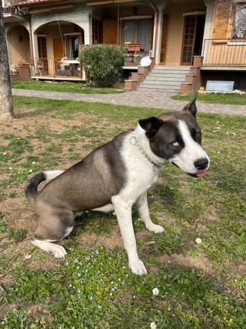 ZOE, 1 ANNO SCARICATA IN CANILE COME UN PACCO CERCA UNA CASA VERAAA