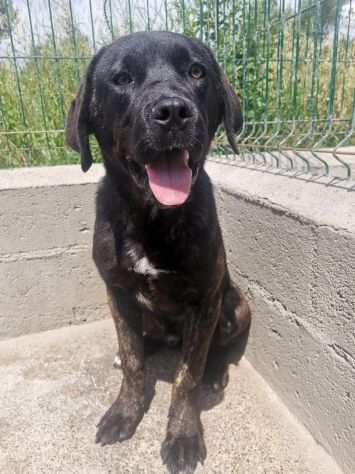 Zoe, cucciola mix CANE CORSO