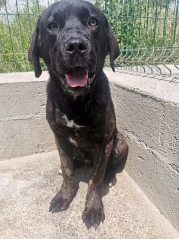 Zoe, cucciola mix CANE CORSO