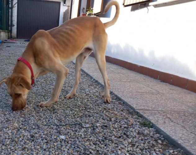 Zucca bellissimo cagnolone di taglia grande