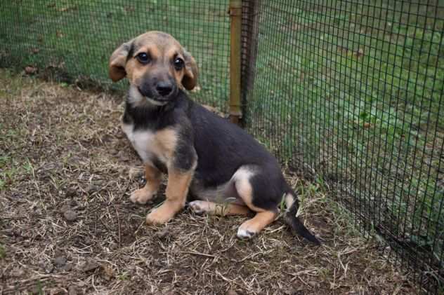 Zuela cucciola meticcio, futura taglia piccola in adozione